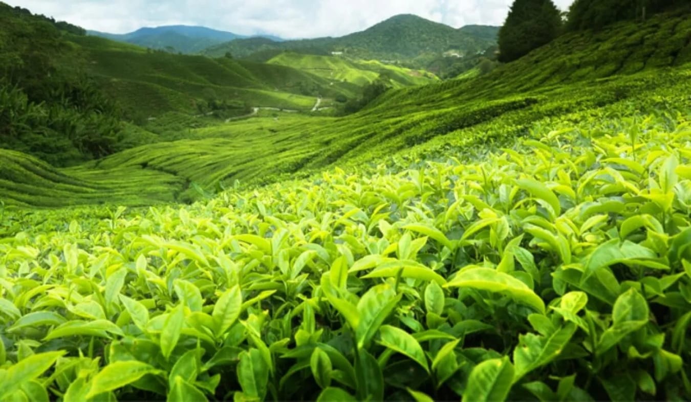 lush tea plantation representing wellness, tea, and community at FireWorks Coworking's partnership with 50 Acres Tea
