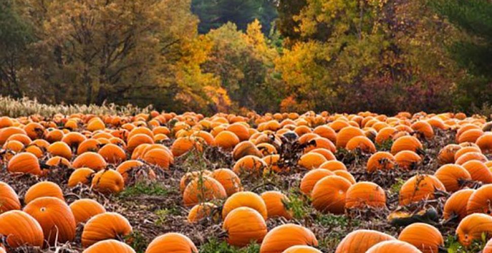Pumpkin PatchFall In Love With These 7 Spooky Season Stops In Marietta, GA